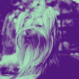 Music for Puppy Play Hour - Hot Jazz Quintet - Dog Calming Music