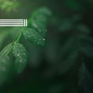 Geräusche der Natur: Regen - Sanfte Regengeräusche