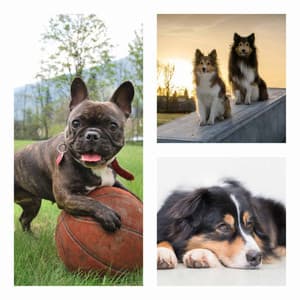 Morning Walks - Sleeptime for Dogs