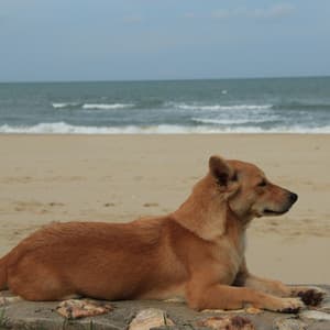 Canine Serenity: Ambient Waterscapes for Dogs - Dog Music Waves