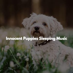 Innocent Puppies Sleeping Music - Chillout Jazz
