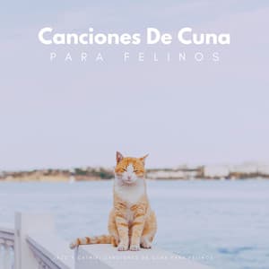 Jazz Y Catnip: Canciones De Cuna Para Felinos - Música acústica de café