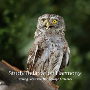 Study Relaxation Harmony: Evening Forest Owl Naturescape Ambience - About A Sudden Rainstorm