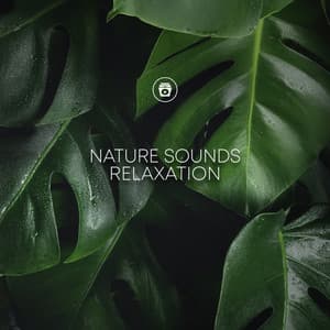 Nature Sounds Relaxation - Rain Sounds Nature Collection