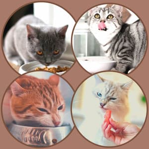 Echoes of Evening Cat Strolls - Music for Resting Cats