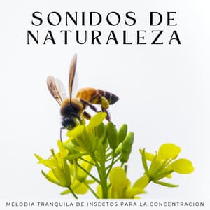 Sonidos De Naturaleza: Melodía Tranquila De Insectos Para La Concentración - Naturaleza épica