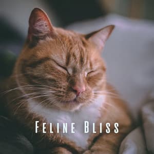 Feline Bliss: Relaxation Melodies for Your Cat - Relaxing Music Solitude