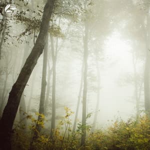 Enchanted Piano Amidst Forest - Mother Nature Ambience