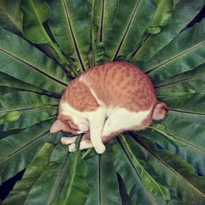 The Sleep Life - Cat Music