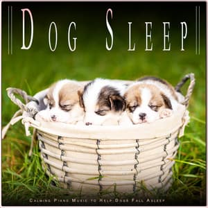 Dog Sleep: Calming Piano Music to Help Dogs Fall Asleep - Dog Music
