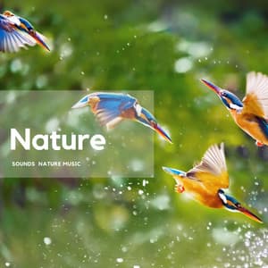 Sounds of the Forest and Sky - Nature's Frequencies