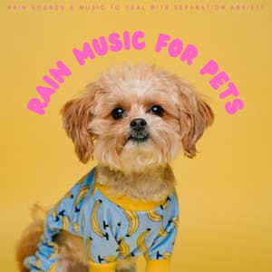 Rain Music For Pets: Rain Sounds & Music To Deal With Separation Anxiety - Pet Music Therapy