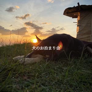 犬のお泊まり会 - Musica Rilassante & Benessere