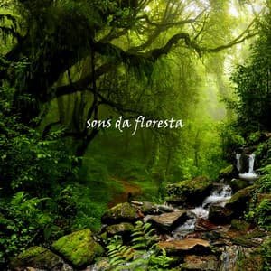 Sons da Floresta - Música para Dormir Rápido