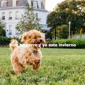 Solo mi perro y yo este invierno - Soft Coffee Shop Music