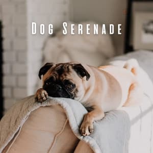 Dog Serenade: Peaceful Music for Calm Canines - Noise of Colors Radio 1