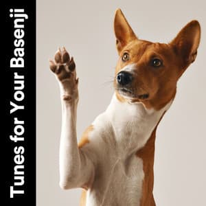 Tunes for Your Basenji - Dog Sleep Academy