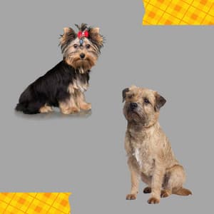 Echoes of Resting Hound - Doggy Relaxing Sounds