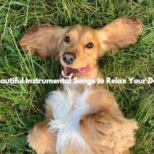 Beautiful Instrumental Songs to Relax Your Dog - Feel Good Office Background Music