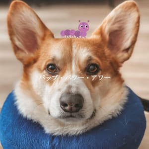 パップ・パワー・アワー - Bossa Nova Jazz Cafe