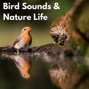 Bird Sounds & Nature Life - Bird Songs