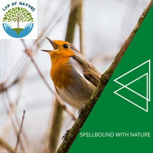 Spellbound With Nature - Calm Music