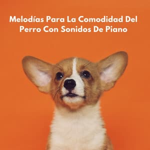 Melodías Para La Comodidad Del Perro Con Sonidos De Piano - Pasión por el piano