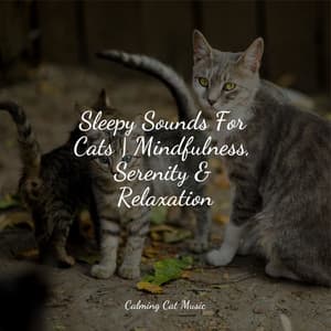 Sleepy Sounds For Cats | Mindfulness, Serenity & Relaxation - Music For Cats