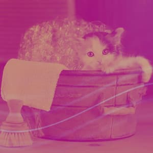 Echoes of Stressed Kittens - Sleepy Cats