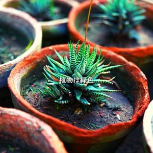 植物は緑色 - Música de Elevador Bgm