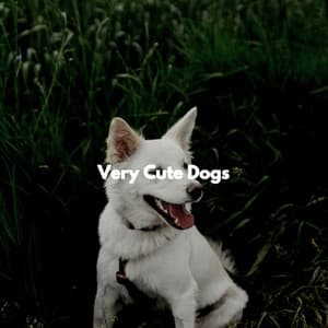 Very Cute Dogs - Evening Jazz Chill