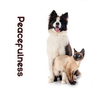 Peacefulness: Music for Your Pet to Reduce Separation Anxiety, Stress and Loneliness - Pet Music Academy