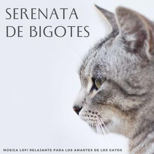 Serenata De Bigotes: Música Lofi Relajante Para Los Amantes De Los Gatos - Latidos De Rap