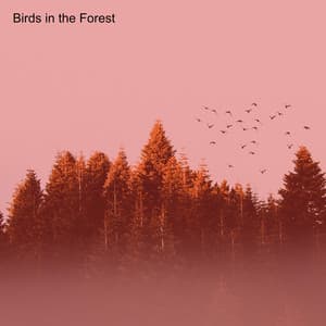 Birds in the Forest - Bird Sound Collectors