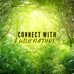 Connect with Wild Nature: Meditation Music, Exotic Nature Sounds, Rainforest Yoga - Nature Meditation Academy