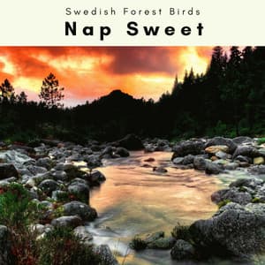 2022 Nap Sweet - Swedish Forest Birds