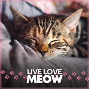 Live Love Meow - Music for Cats Peace