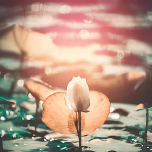 Luminous Stillness from the Soul - Ayleen Grace