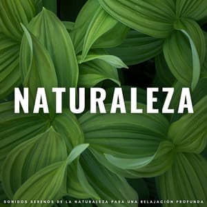 Naturaleza: Sonidos Serenos De La Naturaleza Para Una Relajación Profunda - NatuREM