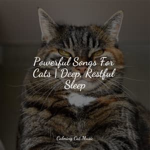 Powerful Songs For Cats | Deep, Restful Sleep - Relaxmycat