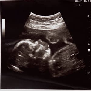 Womb Sounds - Hair Dryer Collection