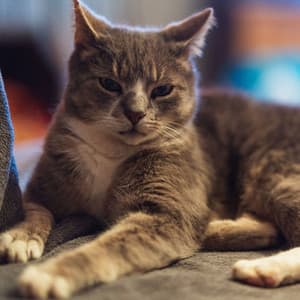 Midnight Jazz Whiskers: Serenading Melodies for Nocturnal Cats - Chill Lounge