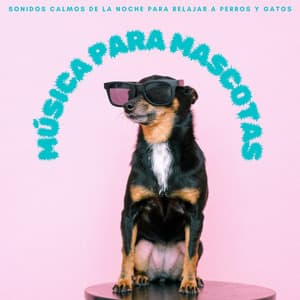 Música Para Mascotas: Sonidos Calmos De La Noche Para Relajar A Perros y Gatos - Dulces Sueños