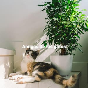 Amigos de los gatos - Evening Jazz Relaxation