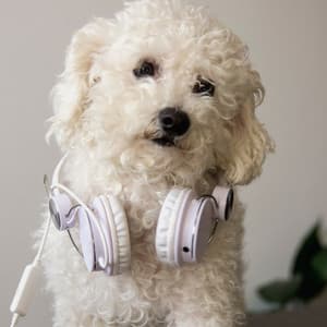 Ambient Music: Bark Beats - Dog Relaxing Zone