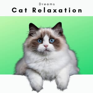 4 Cats: Dreams - Cat Relaxation