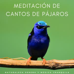 Meditación De Cantos De Pájaros: Naturaleza Serena Y Música Tranquila - Zona tranquila de pájaros cantores