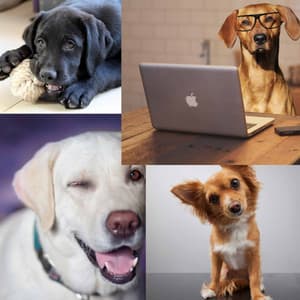 Dogs on Couch - Dog Jazz Music