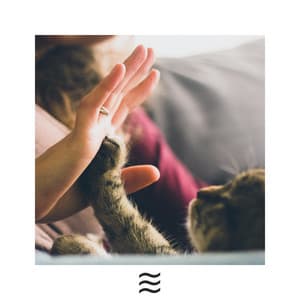 Relaxing Sober Noises of Raining for Cats - Cat Relaxing Sounds TA