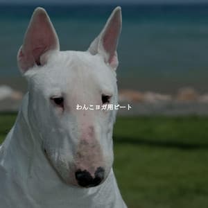 わんこヨガ用ビート - Dinner Jazz Playlist